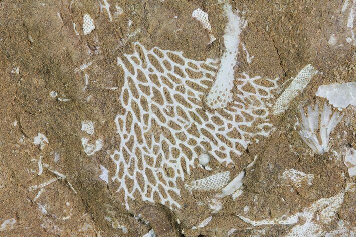 Ordovician Bryozoans (Chasmatopora) Plate - Estonia #73479
